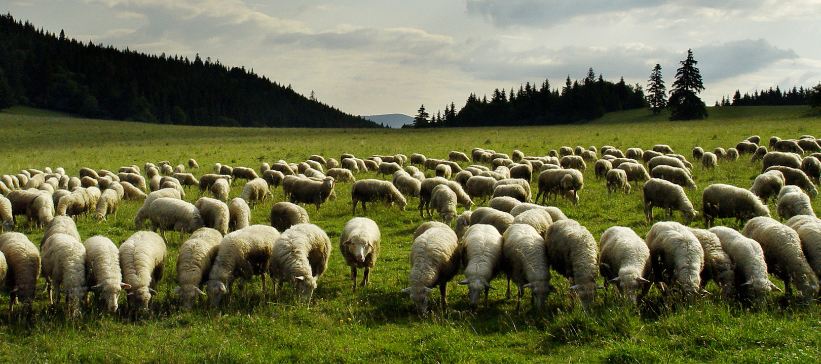 Why it’s time to shear your website