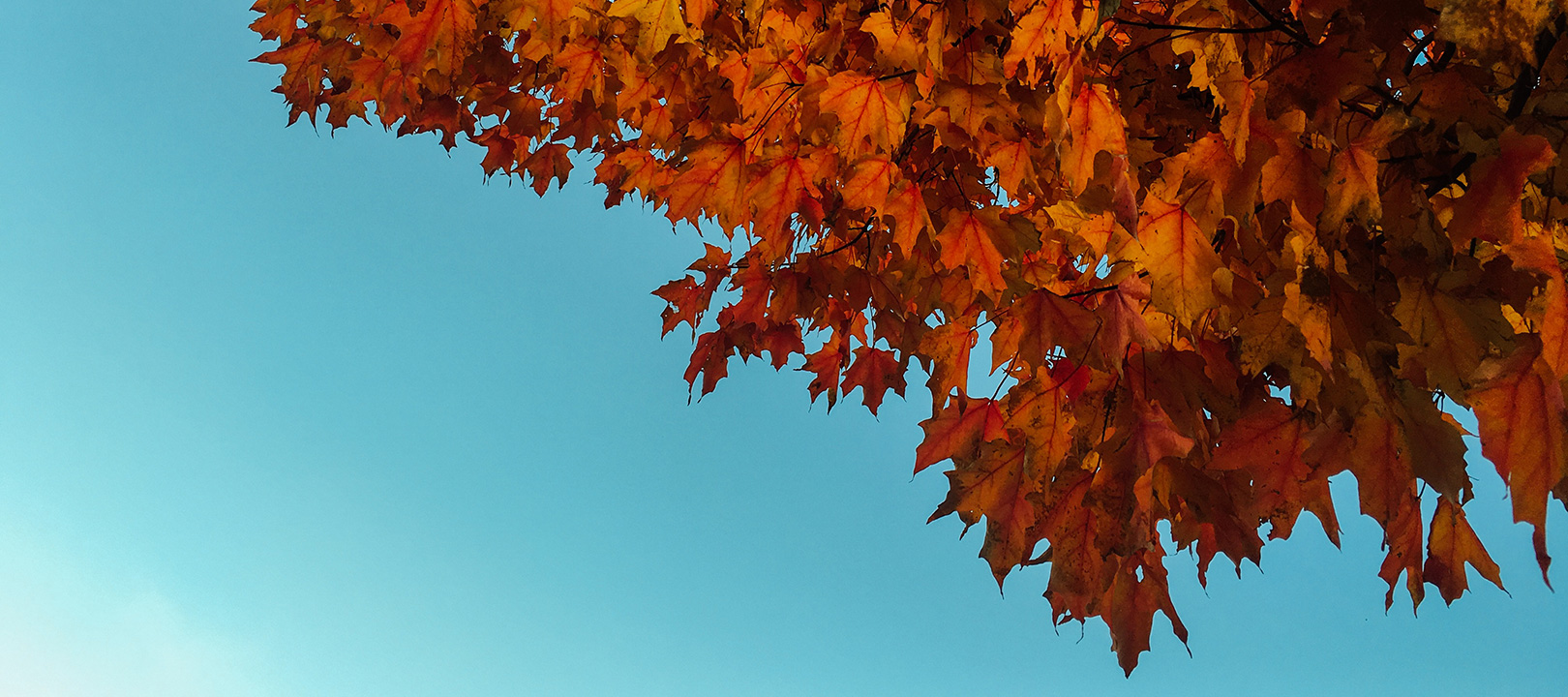 Get in the autumnal mood with these free WordPress themes