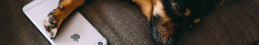 A puppy sleeping while holding a mobile phone