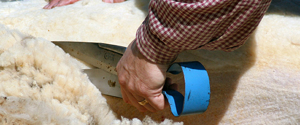 Shearing a sheep