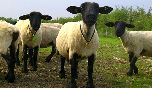 Freshly shorn sheep enjoying life